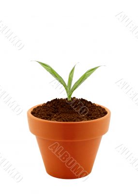 Young plant in clay pot