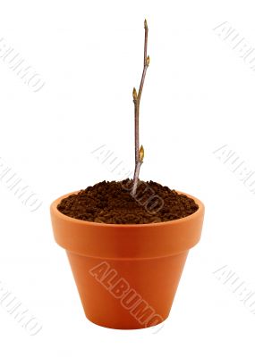 small branch with buds