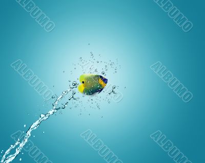 Angelfish jumping out of water