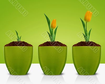 Yellow Tulips