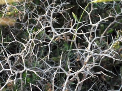 thorn plant