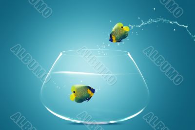 Angelfish jumbing to other bowl