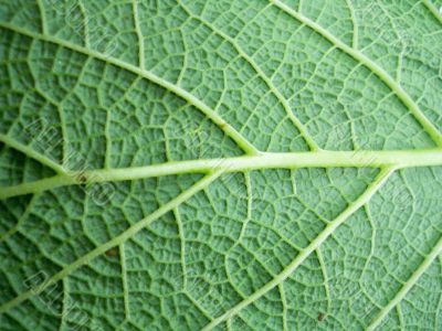 Macro photo of leaf 