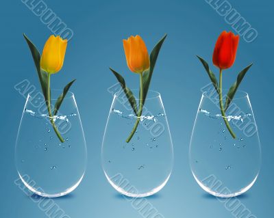 Three colorful Tulips 