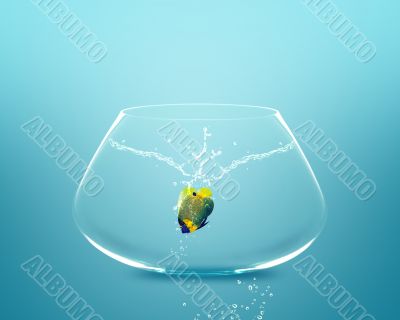 Anglefish jumping to Big bowl