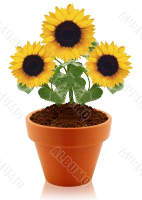 sunflower in clay pot 