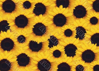 yellow Sunflower