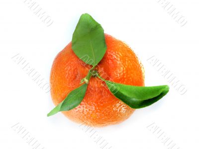 Fresh Tangerine 