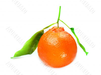 Fresh orange