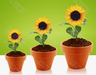 growing concept
