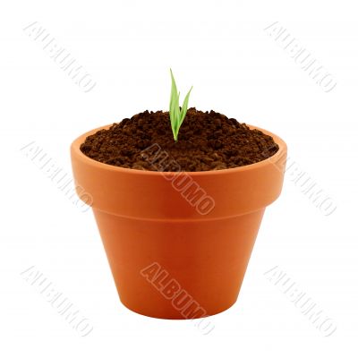 Young plant in clay pot