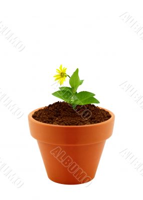 flower in clay pot 