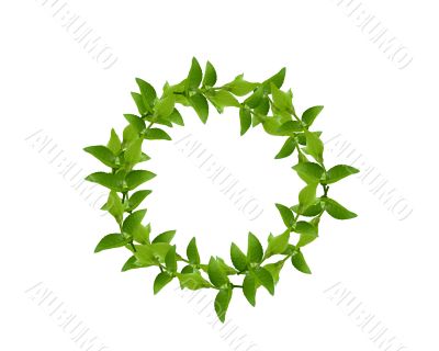 Wreath from Green leaves