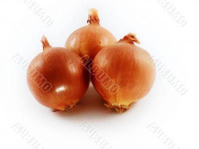 bulbs of onion