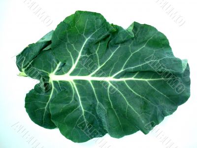 Leaf of a broccoli 