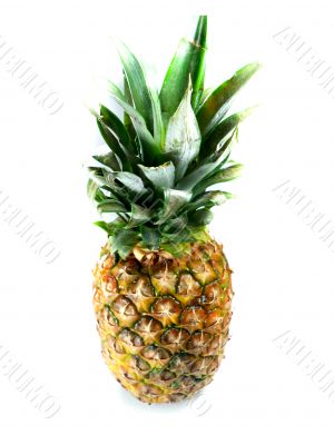 Fresh pineapple 