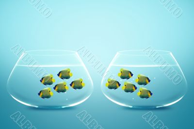 Two group of Enemies angelfish in two fishbowls
