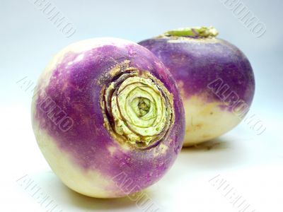 purple headed turnips on white background 