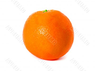 Fresh Orange