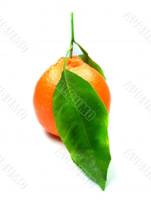 Fresh orange