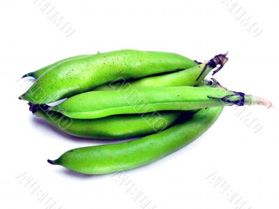 bunch of broad beans 