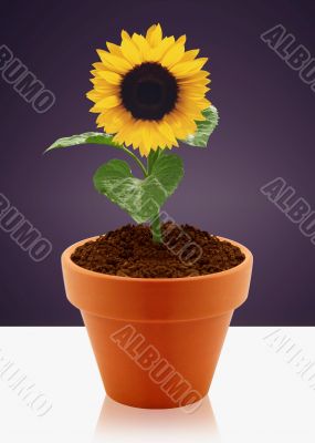 sunflower in garden pot