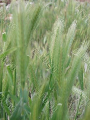 ear of green wheat 