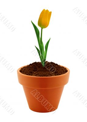 flower in clay pot 