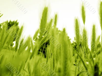 ear of green wheat 