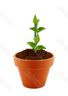 Young plant in clay pot