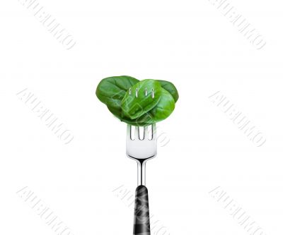 Tomato pierced by fork,  isolated on white background 