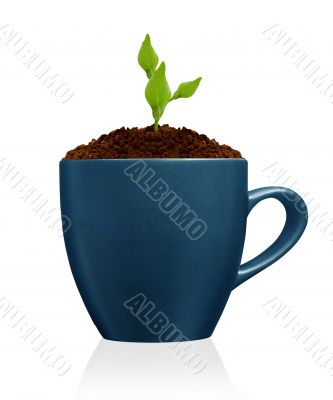 flower in clay pot 