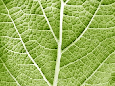 Leaf of a plant close up