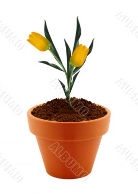 flower in clay pot 