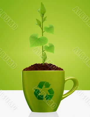 Young plant growing in green mug