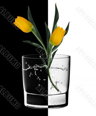 Yellow Tulips and Water glass 