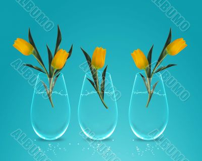 Three Yellow colorful Tulips 