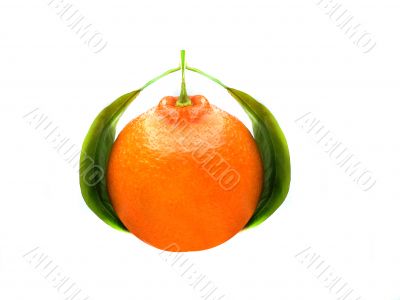 Fresh Orange