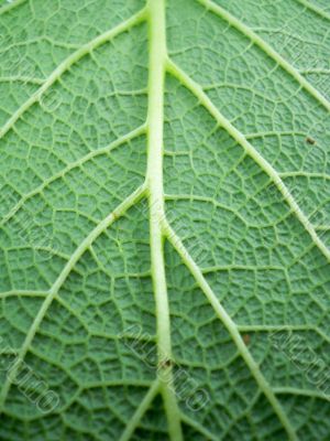 Leaf of a plant close up