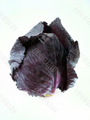 Red cabbage