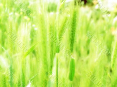 ear of green wheat 