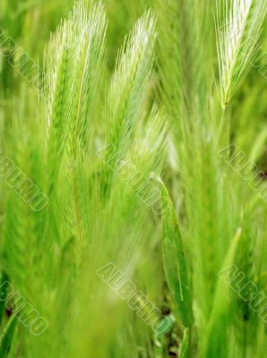 ear of green wheat 