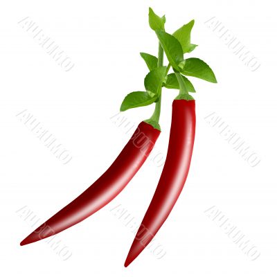 red hot chili pepper
