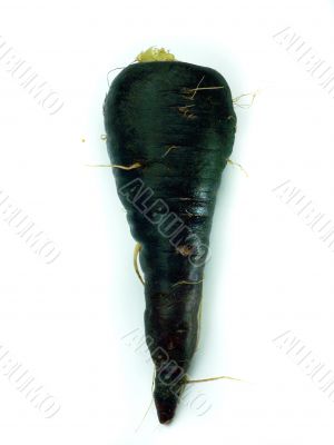 fresh black carrots