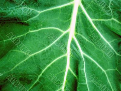 Macro photo of leaf 