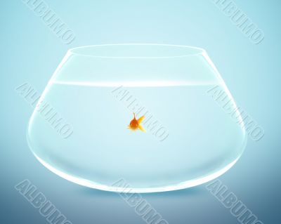 goldfish