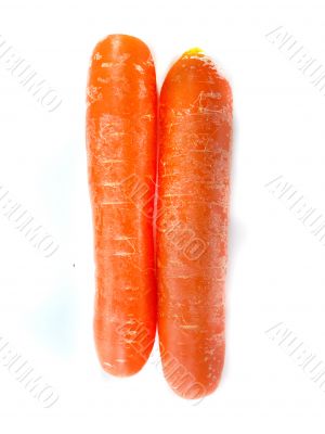 fresh orange carrot