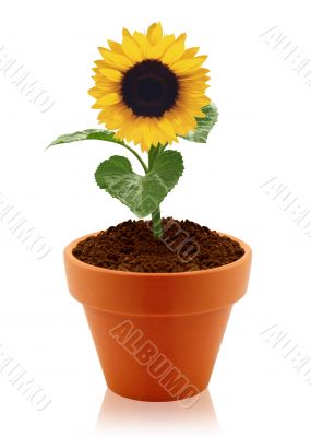 sunflower in clay pot 