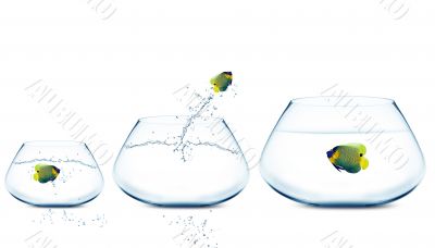 Anglefish jumping to Big bowl