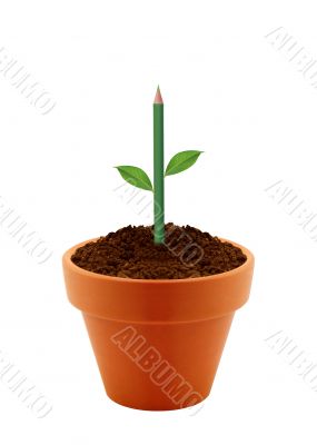 Young plant in clay pot